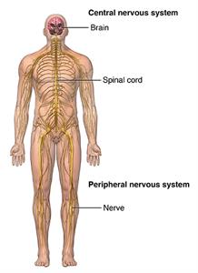 Front view of body showing central and peripheral nervous system. 